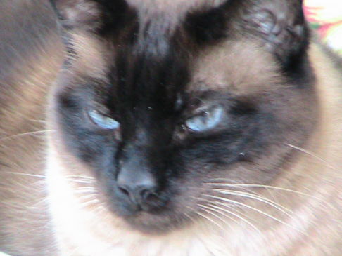 Picture of a cat / kitten / feline