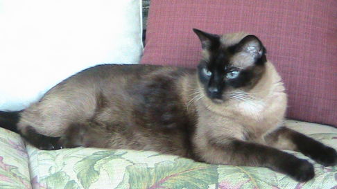 Picture of a cat / kitten / feline