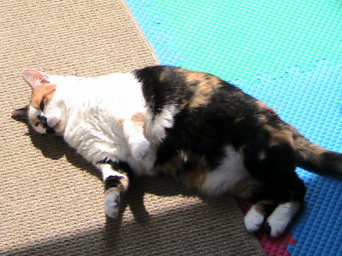 Picture of a cat / kitten / feline