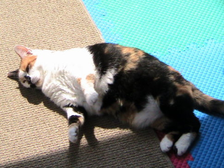 Picture of a cat / kitten / feline