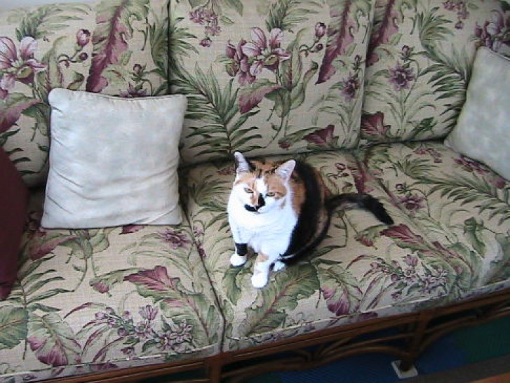 Picture of a cat / kitten / feline