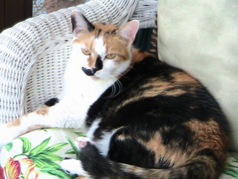 Picture of a cat / kitten / feline