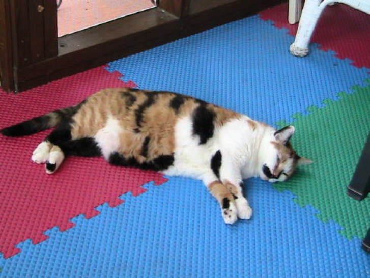 Picture of a cat / kitten / feline