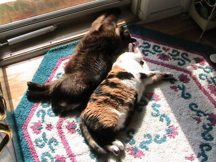 Picture of a cat / kitten / feline