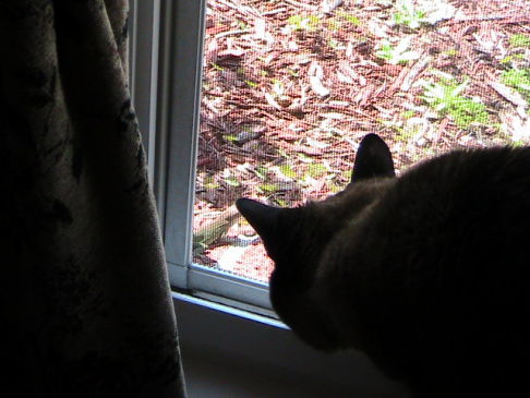 Picture of a cat / kitten / feline