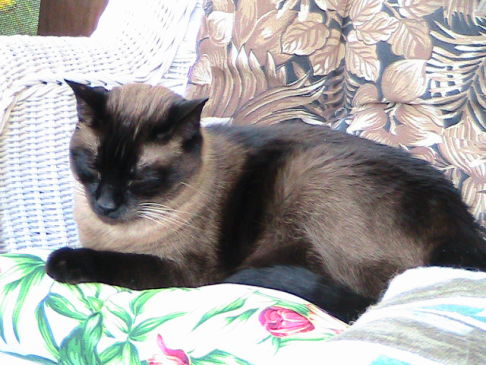 Picture of a cat / kitten / feline