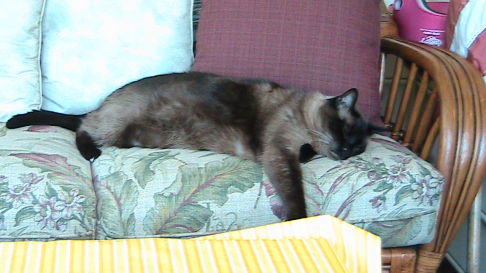 Picture of a cat / kitten / feline