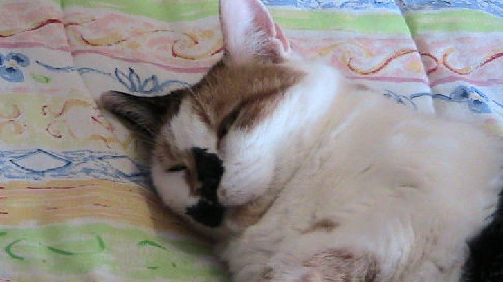 Picture of a cat / kitten / feline