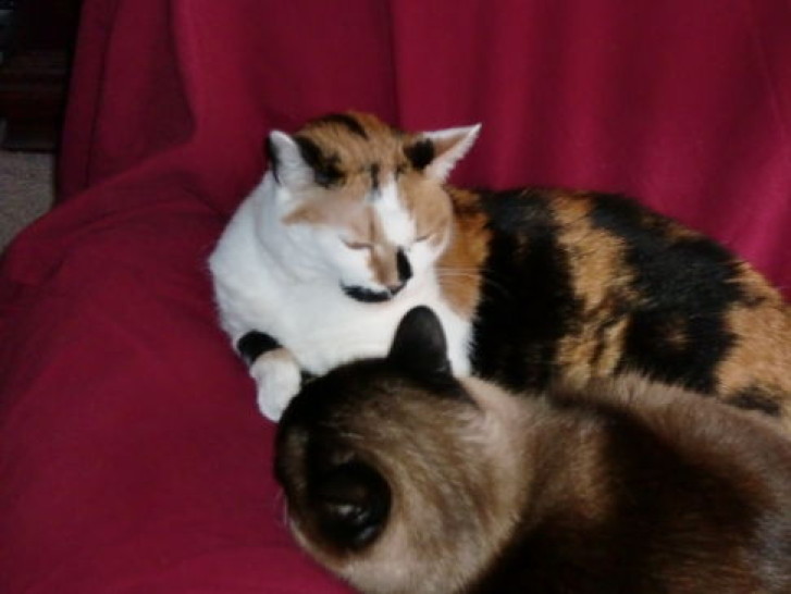 Picture of a cat / kitten / feline