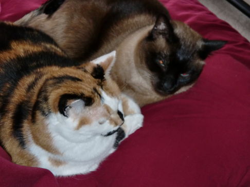 Picture of a cat / kitten / feline