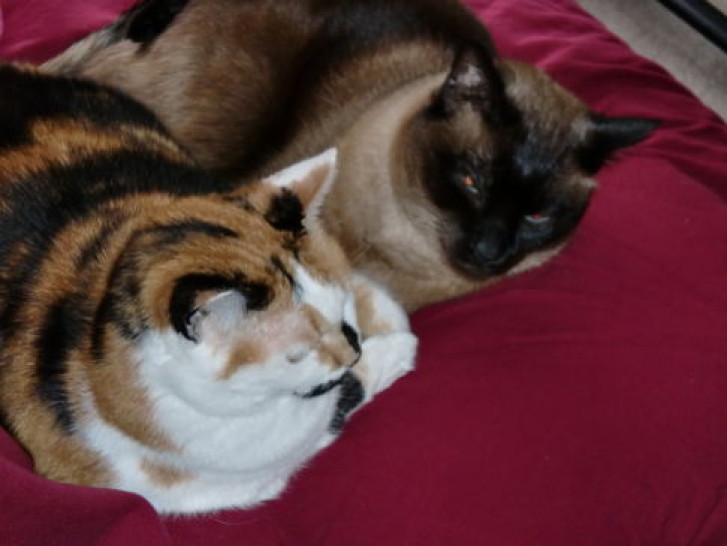 Picture of a cat / kitten / feline