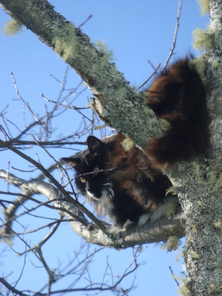Picture of a cat / kitten / feline