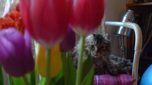 Picture of a cat / kitten / feline