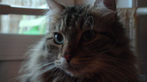 Picture of a cat / kitten / feline