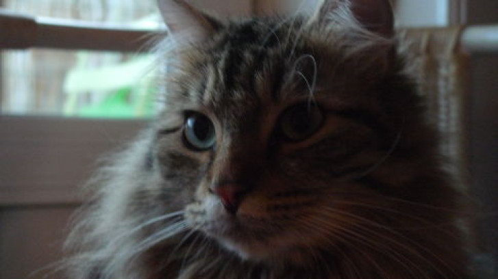 Picture of a cat / kitten / feline