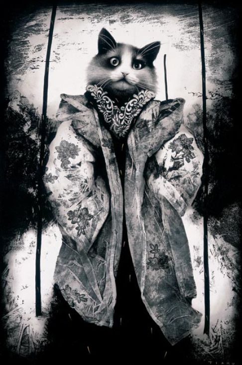 Picture of a cat / kitten / feline