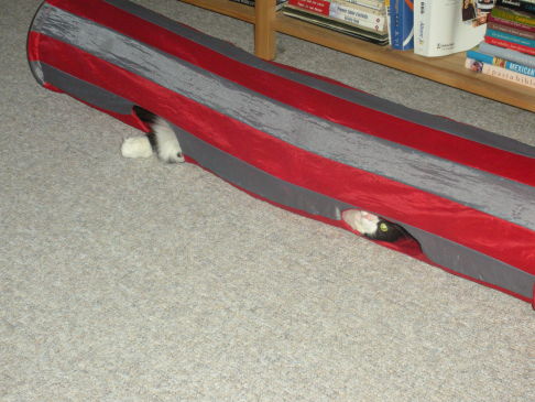 Picture of a cat / kitten / feline