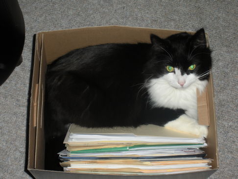 Picture of a cat / kitten / feline