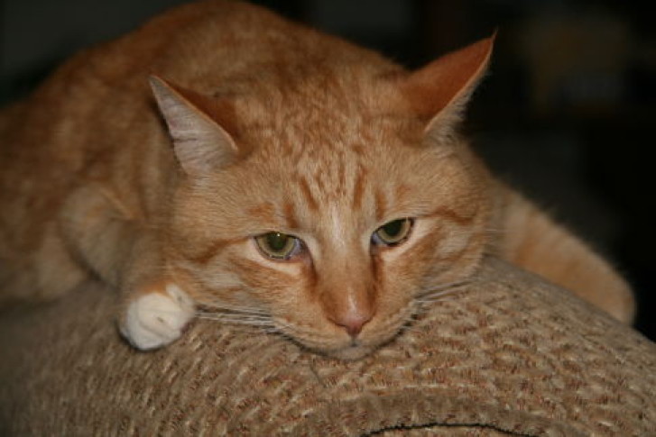 Picture of a cat / kitten / feline