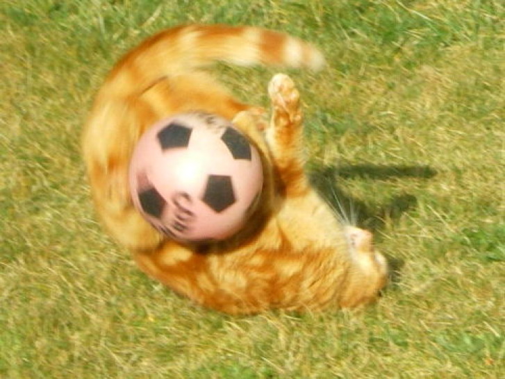 Picture of a cat / kitten / feline