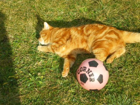 Picture of a cat / kitten / feline