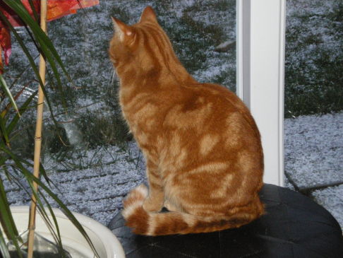 Picture of a cat / kitten / feline