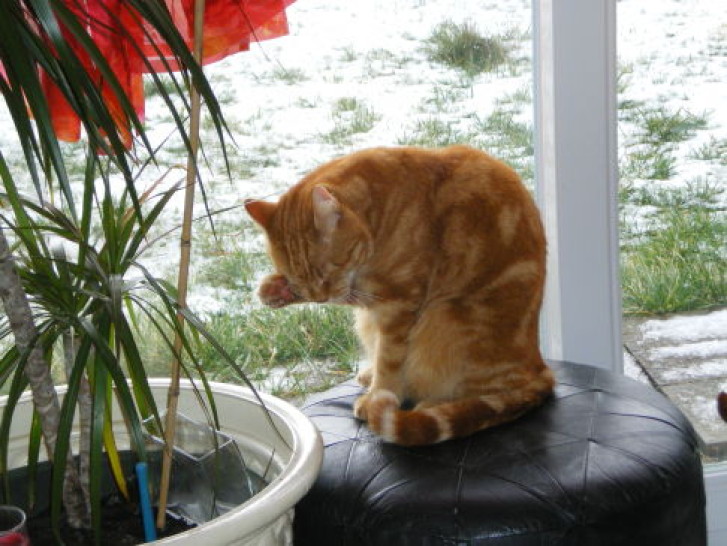 Picture of a cat / kitten / feline