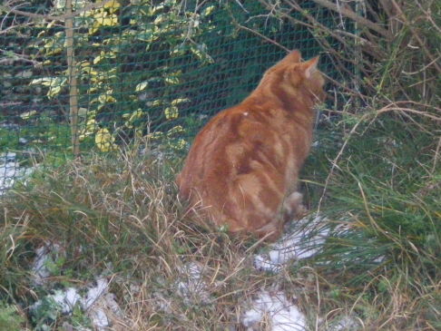 Picture of a cat / kitten / feline