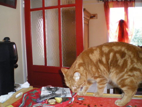 Picture of a cat / kitten / feline