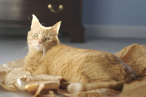 Picture of a cat / kitten / feline