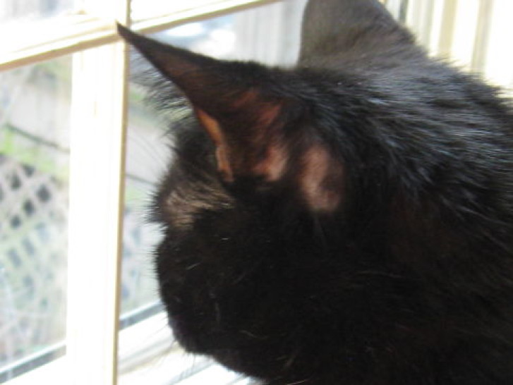 Picture of a cat / kitten / feline