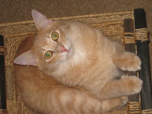 Picture of a cat / kitten / feline