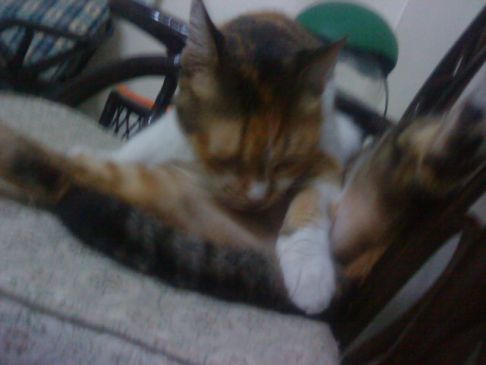 Picture of a cat / kitten / feline