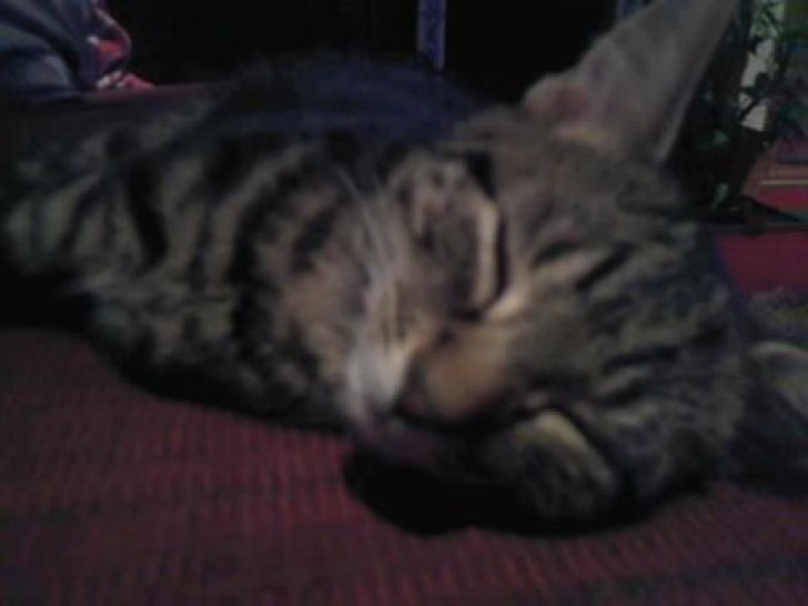 Picture of a cat / kitten / feline