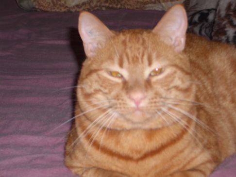 Picture of a cat / kitten / feline