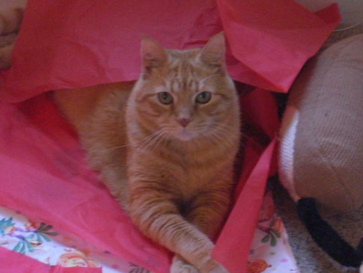 Picture of a cat / kitten / feline