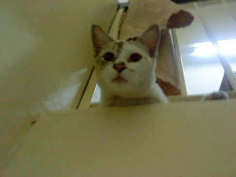 Picture of a cat / kitten / feline