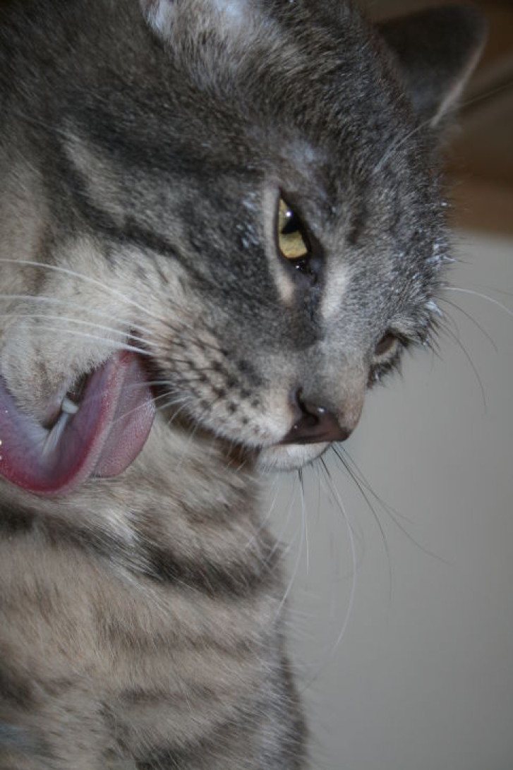 Picture of a cat / kitten / feline