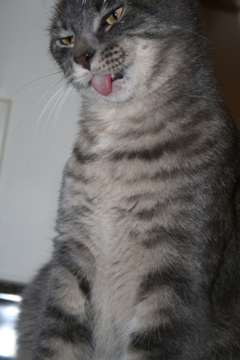 Picture of a cat / kitten / feline