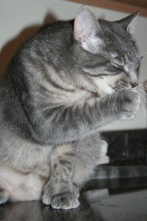 Picture of a cat / kitten / feline