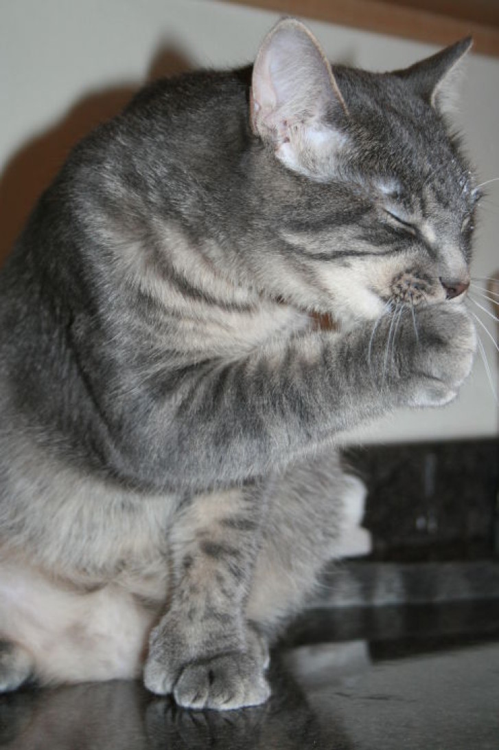 Picture of a cat / kitten / feline