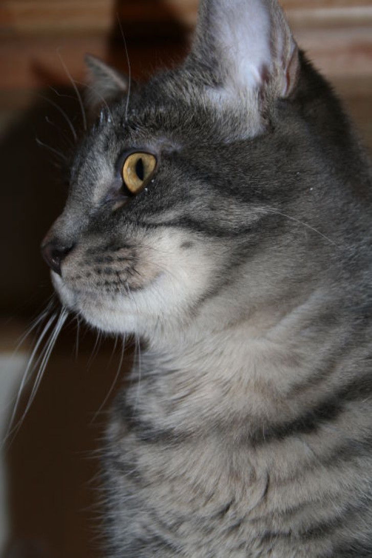 Picture of a cat / kitten / feline