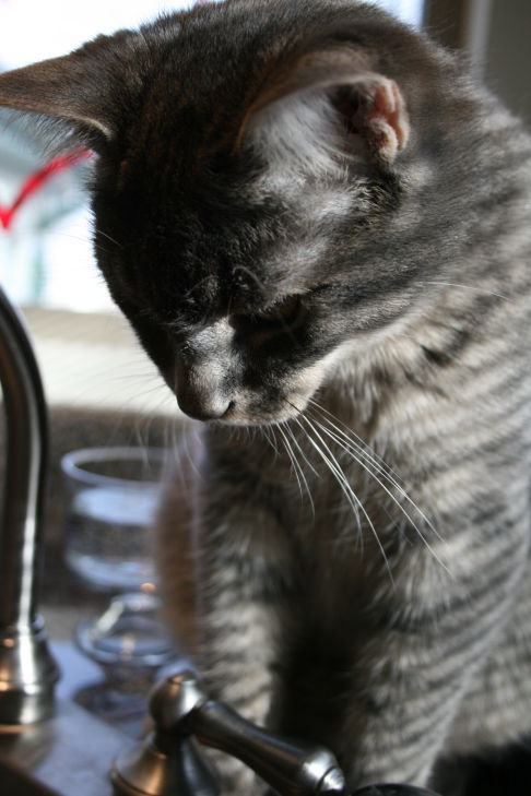 Picture of a cat / kitten / feline