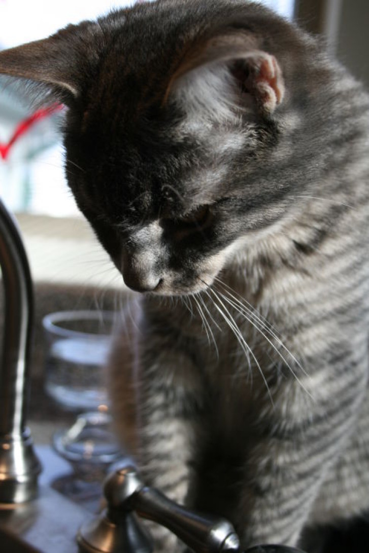 Picture of a cat / kitten / feline