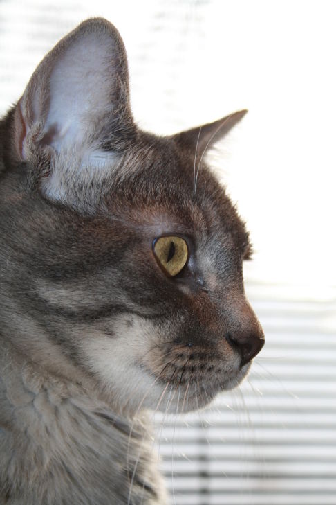 Picture of a cat / kitten / feline