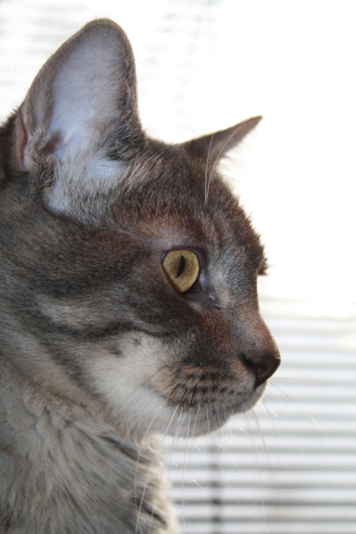 Picture of a cat / kitten / feline