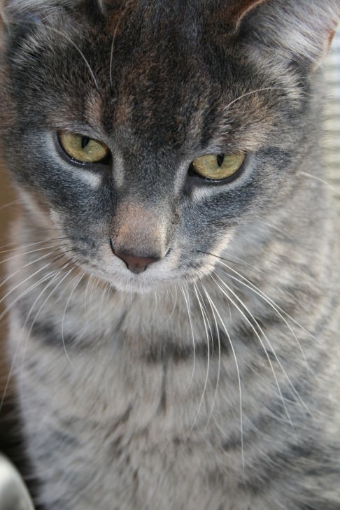 Picture of a cat / kitten / feline