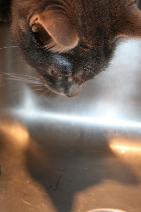 Picture of a cat / kitten / feline