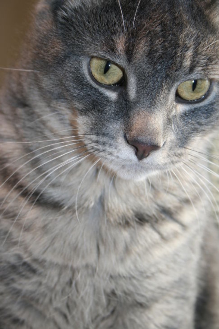 Picture of a cat / kitten / feline