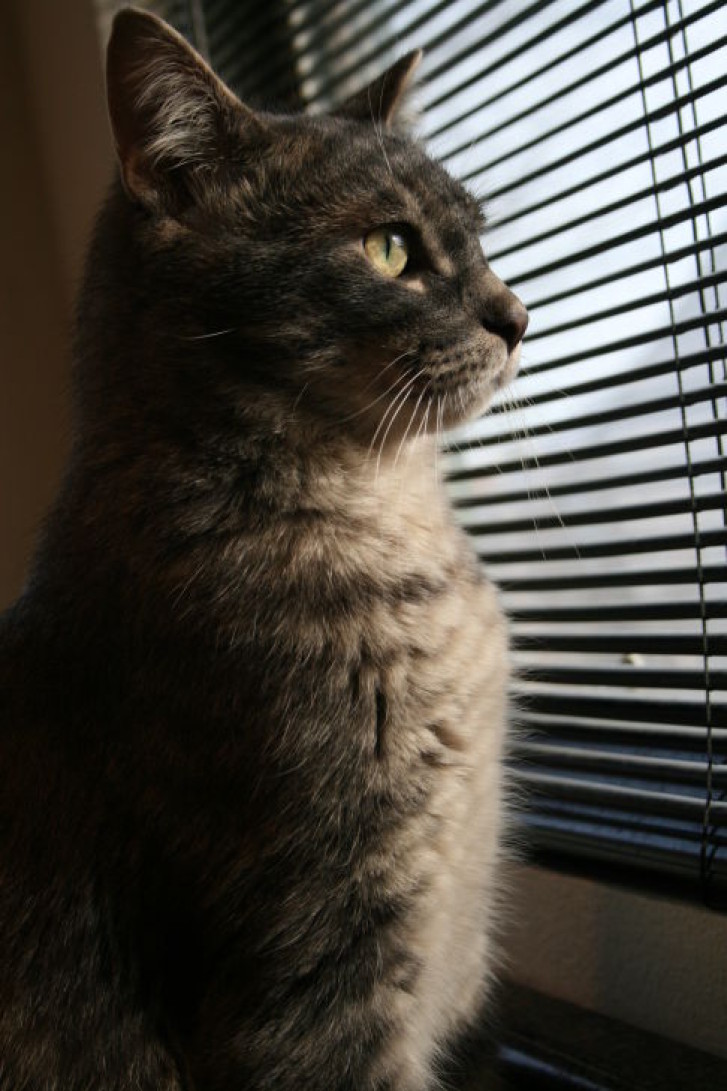 Picture of a cat / kitten / feline